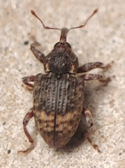 Conotrachelus elegans