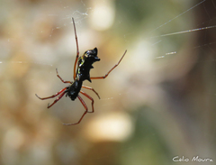 Micrathena swainsoni