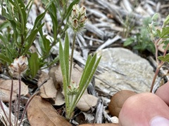 Plantago helleri