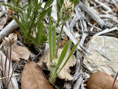 Plantago helleri