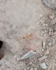 Pheidole fallax