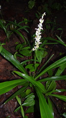 Chlorophytum tuberosum