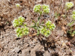 Chorizanthe stellulata