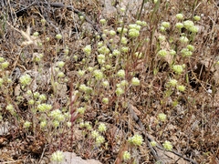 Chorizanthe stellulata