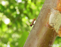 Micrathena swainsoni