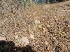 Chorizanthe stellulata