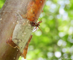 Micrathena swainsoni