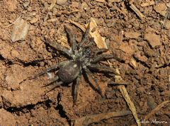 Ischnothele annulata