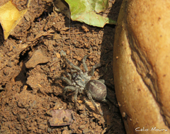 Ischnothele annulata