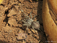 Ischnothele annulata