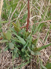 Hypericum ascyron pyramidatum