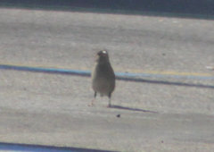 Zonotrichia leucophrys