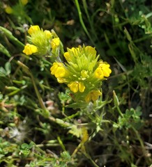 Castilleja lacera