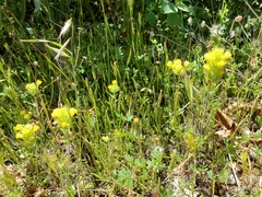 Castilleja lacera