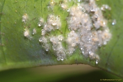 Aleurothrixus floccosus