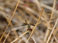 Celithemis ornata