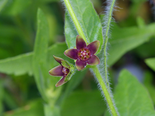 Image of Matelea cynanchoides by (c) Michelle W. （鍾偉瑋）, some rights reserved (CC BY)