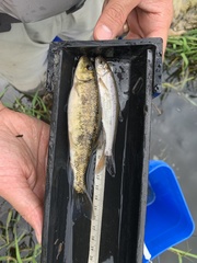 Mylocheilus caurinus