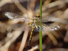 Celithemis ornata