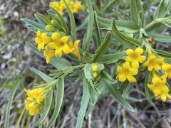 Lithospermum californicum