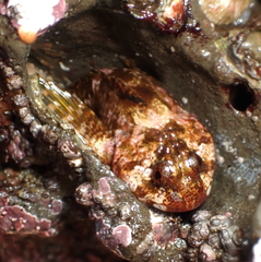 Clinocottus recalvus