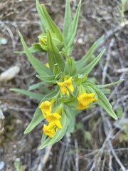 Lithospermum californicum