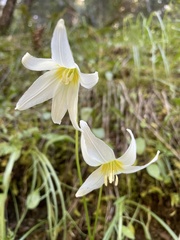 Erythronium citrinum