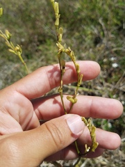 Dicliptera sexangularis
