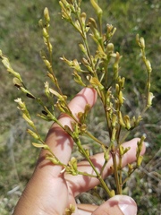 Dicliptera sexangularis