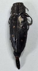 Chrysobothris basalis