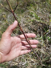 Dicliptera sexangularis