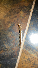 Hemiscolopendra marginata