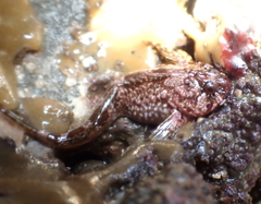 Clinocottus recalvus
