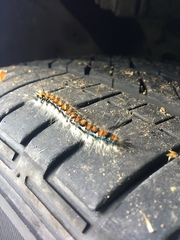 Malacosoma constricta