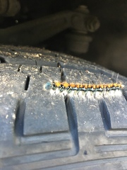 Malacosoma constricta