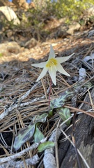 Erythronium citrinum