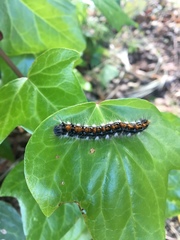 Malacosoma constricta