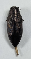 Actenodes calcaratus