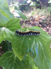 Malacosoma constricta