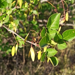 Fraxinus parryi
