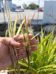 Andropogon longiberbis