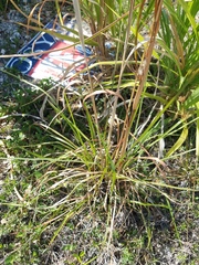 Andropogon longiberbis