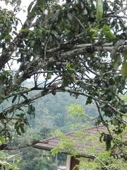 Argya affinis taprobanus