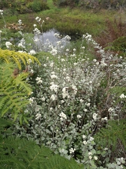 Helichrysum petiolare