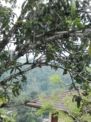 Argya affinis taprobanus