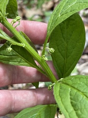 Hybanthus concolor