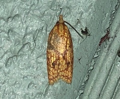 Sparganothis sulfureana