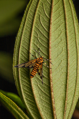 Amata grotei