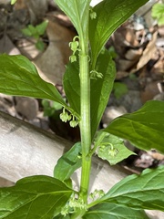 Hybanthus concolor