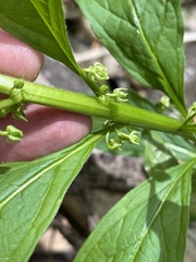 Hybanthus concolor